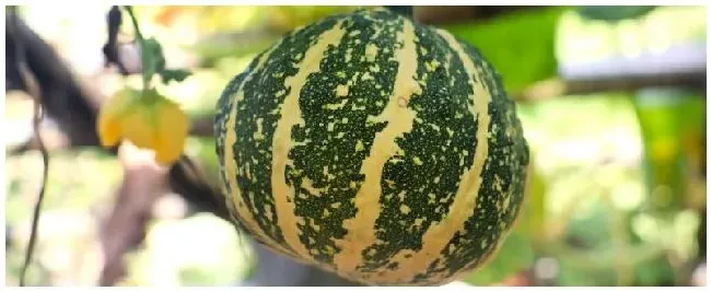 面瓜种植和管理方法 | 生活常识