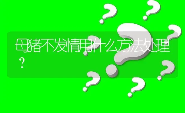 母猪不发情用什么方法处理? | 养殖问题解答