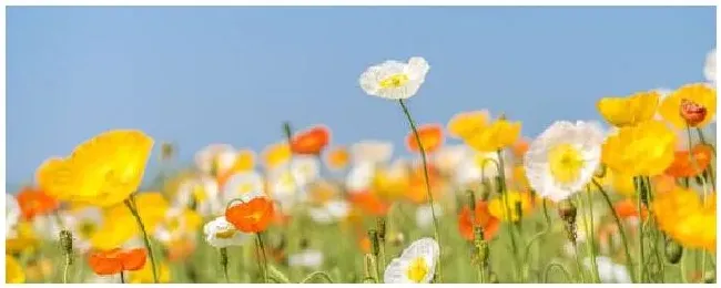种植虞美人花违法吗 | 农业问题