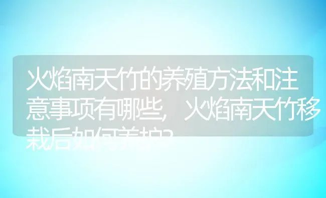 火焰南天竹的养殖方法和注意事项有哪些,火焰南天竹移栽后如何养护？ | 养殖常见问题