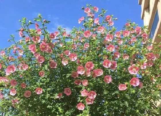 植物常识问题|木槿花适合室内养吗