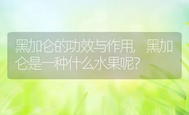 黑加仑的功效与作用,黑加仑是一种什么水果呢？ | 养殖常见问题