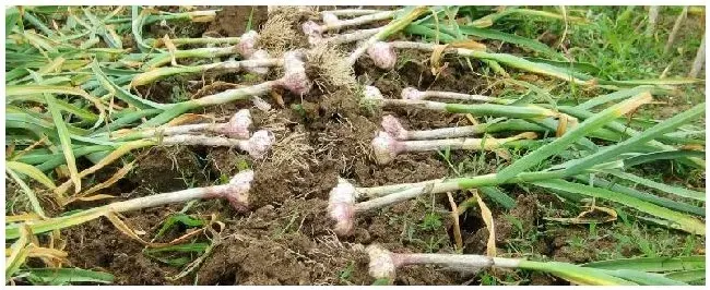 大蒜用蒜瓣繁殖属于什么生殖大蒜用蒜瓣种还是用蒜籽种 | 农业问题
