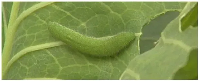 用什么防治菜青虫 | 三农答疑