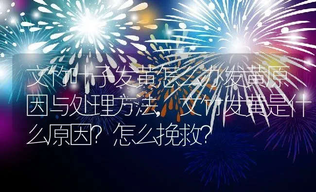 文竹叶子发黄怎么办发黄原因与处理方法,文竹发黄是什么原因？怎么挽救？ | 养殖常见问题