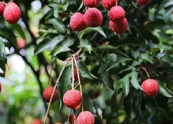 植物常识问题|荔枝是热性还是凉性