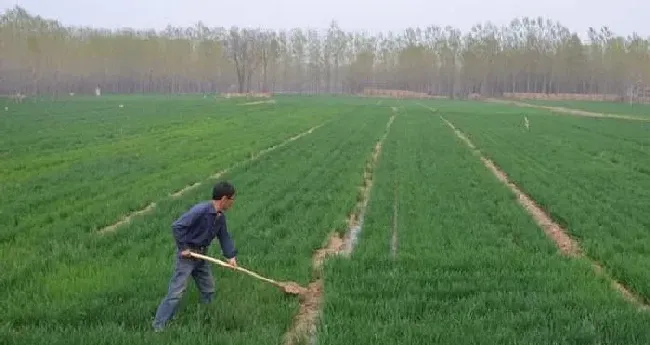 植物常识问题|小麦越冬水什么时候浇最好（冬小麦冬前浇水有什么好处）