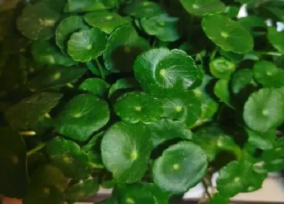 植物常识问题|一年就能泛滥的4种花卉
