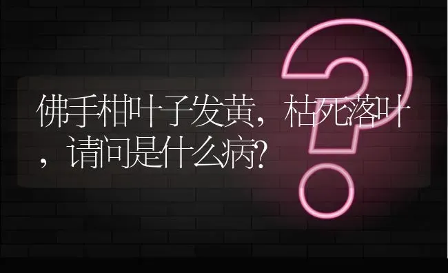 佛手柑叶子发黄,枯死落叶,请问是什么病? | 养殖问题解答