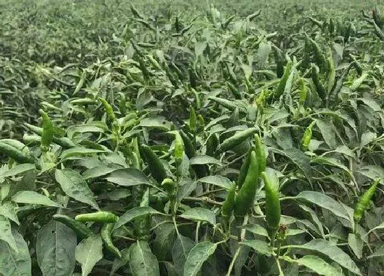 植物常识问题|大雨后辣椒倒伏可以扶正吗（辣椒雨后风大倒伏怎么办）