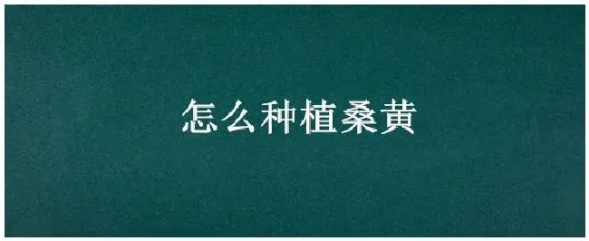 怎么种植桑黄 | 农业问题
