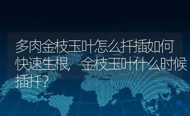 多肉金枝玉叶怎么扦插如何快速生根,金枝玉叶什么时候插扦？ | 养殖常见问题