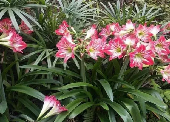 植物常识问题|朱顶红开完花怎么养猛长小种球