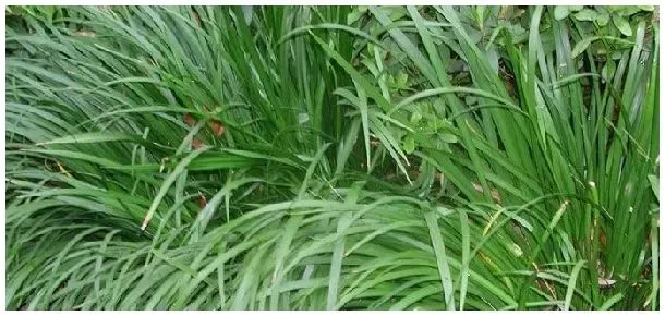 石菖蒲人工种植亩产量 | 三农问答