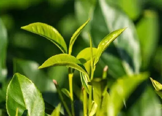 植物常识问题|茶树品种有哪些