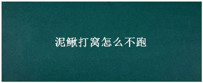 泥鳅打窝怎么不跑 | 农业问题