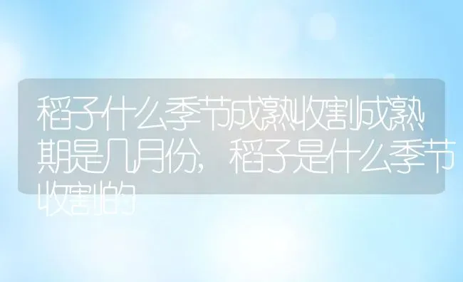 稻子什么季节成熟收割成熟期是几月份,稻子是什么季节收割的 | 养殖常见问题