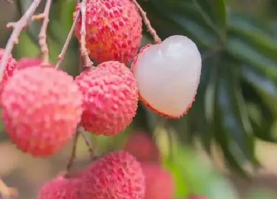 植物常识问题|荔枝是热性还是凉性