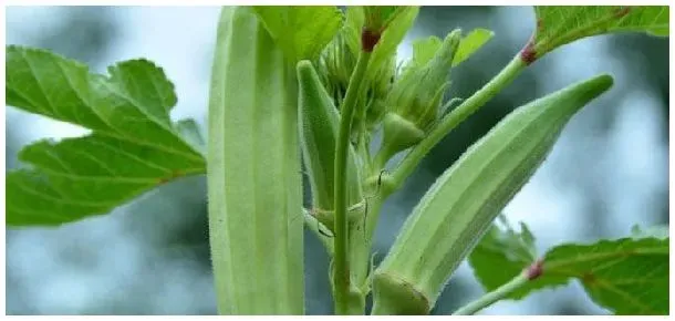 黄秋葵从小开始治虫吗 | 农业问题