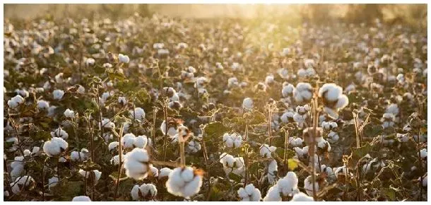 棉花枯萎病菌菌落特征 | 农业常识