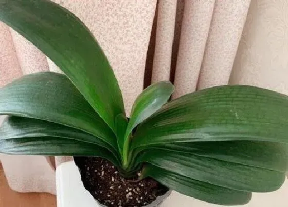 植物常识问题|君子兰抽箭期如何避免夹箭