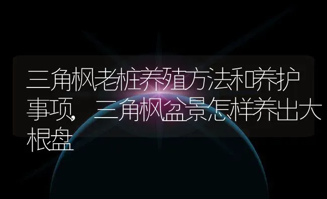 三角枫老桩养殖方法和养护事项,三角枫盆景怎样养出大根盘 | 养殖常见问题