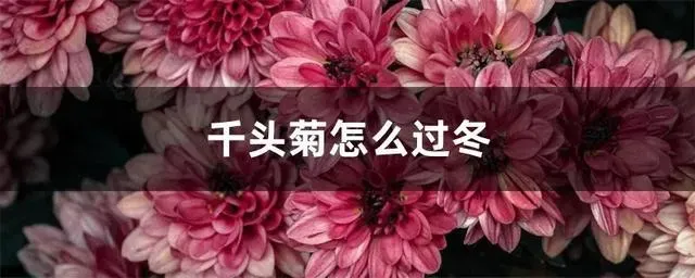 千头菊的养殖方法和注意事项,冬天带花苞的千头菊怎么养护？