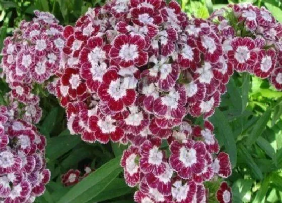 植物常识问题|石竹花可以露天过冬吗 北方石竹花在室外会冻死吗