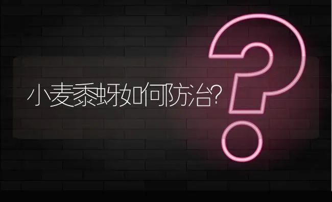 小麦黍蚜如何防治? | 养殖问题解答