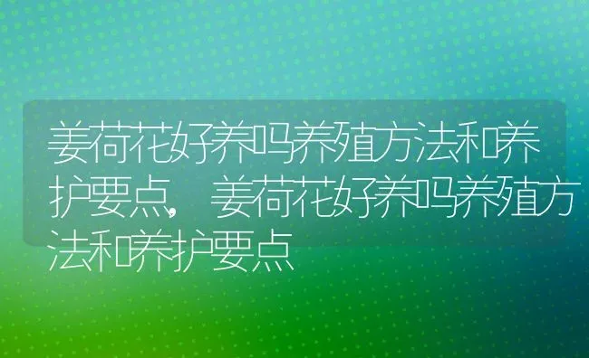 姜荷花好养吗养殖方法和养护要点,姜荷花好养吗养殖方法和养护要点 | 养殖常见问题