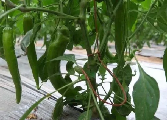 植物常识问题|大雨后辣椒倒伏可以扶正吗（辣椒雨后风大倒伏怎么办）