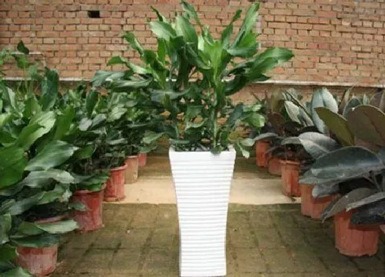 植物常识问题|冬季植物换盆方法