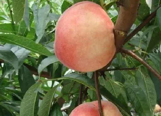 植物常识问题|桃树品种