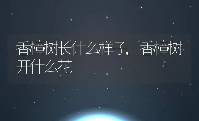 香樟树长什么样子,香樟树开什么花 | 养殖常见问题