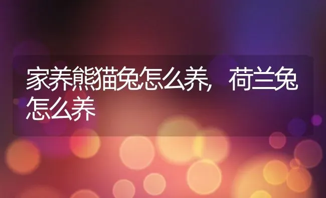 家养熊猫兔怎么养,荷兰兔怎么养 | 养殖常见问题