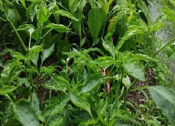 植物常识问题|大雨后辣椒倒伏可以扶正吗（辣椒雨后风大倒伏怎么办）