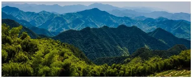 奶树是什么 | 三农问答