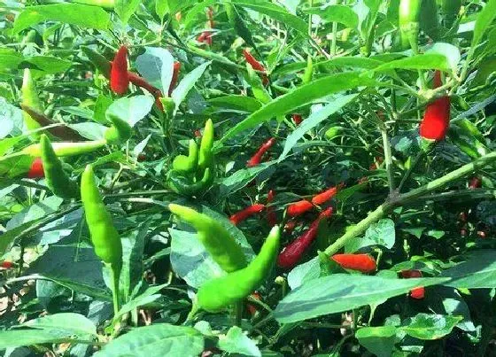 植物常识问题|大雨后辣椒倒伏可以扶正吗（辣椒雨后风大倒伏怎么办）