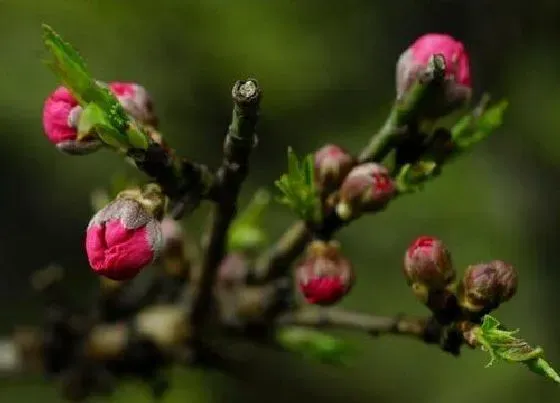 植物常识问题|磷酸二氢钾为什么不能频繁喷（喷施磷酸二氢钾注意事项）