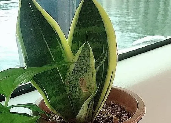 植物常识问题|一年就能泛滥的4种花卉