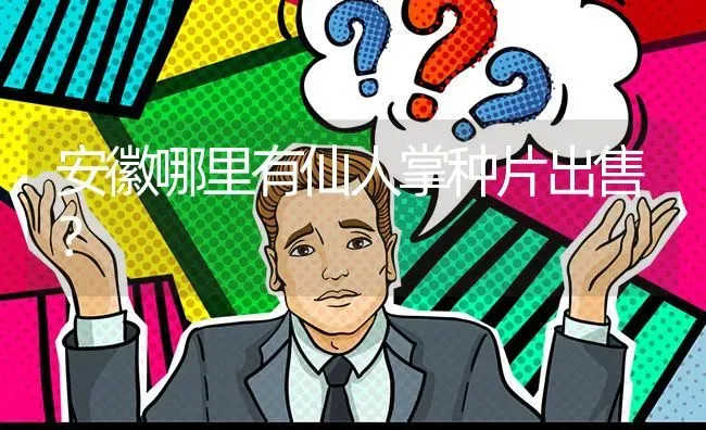 安徽哪里有仙人掌种片出售? | 养殖问题解答