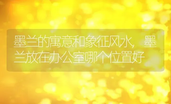 墨兰的寓意和象征风水,墨兰放在办公室哪个位置好 | 养殖常见问题