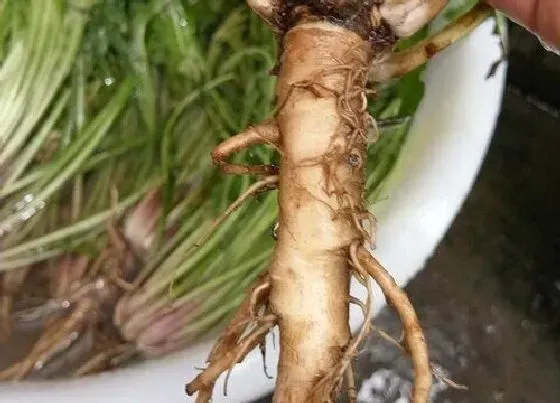 植物常识问题|蒲公英根的功效与作用及食用方法