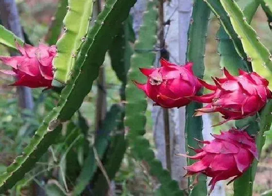 植物常识问题|盆栽火龙果如何进行施肥