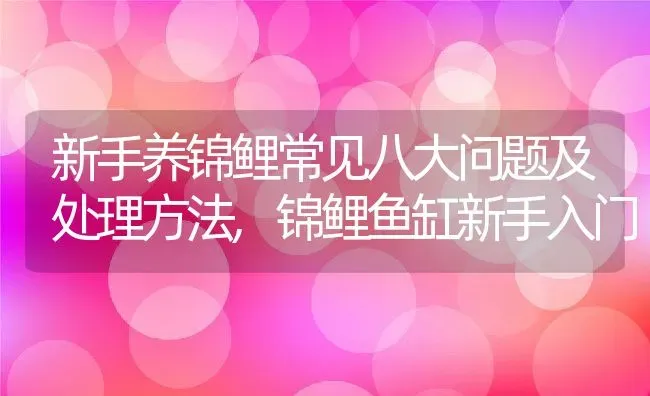 新手养锦鲤常见八大问题及处理方法,锦鲤鱼缸新手入门 | 养殖常见问题