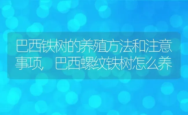 巴西铁树的养殖方法和注意事项,巴西螺纹铁树怎么养 | 养殖常见问题