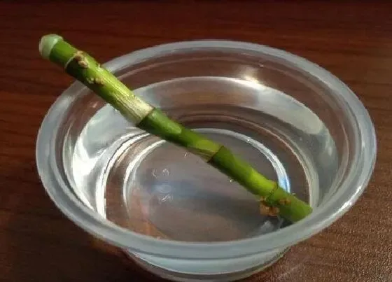 植物常识问题|自制生根水的配方