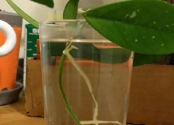 植物常识问题|自制生根水的配方