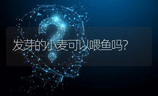 发芽的小麦可以喂鱼吗? | 养殖问题解答