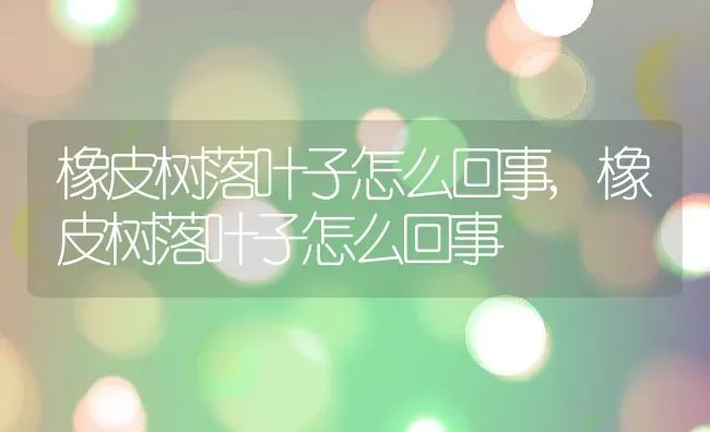橡皮树落叶子怎么回事,橡皮树落叶子怎么回事 | 养殖常见问题
